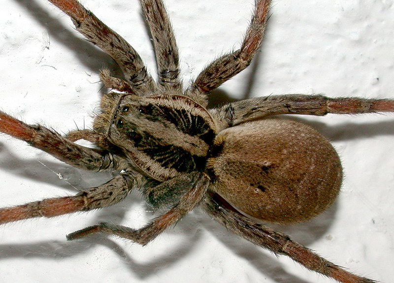 Hogna radiata